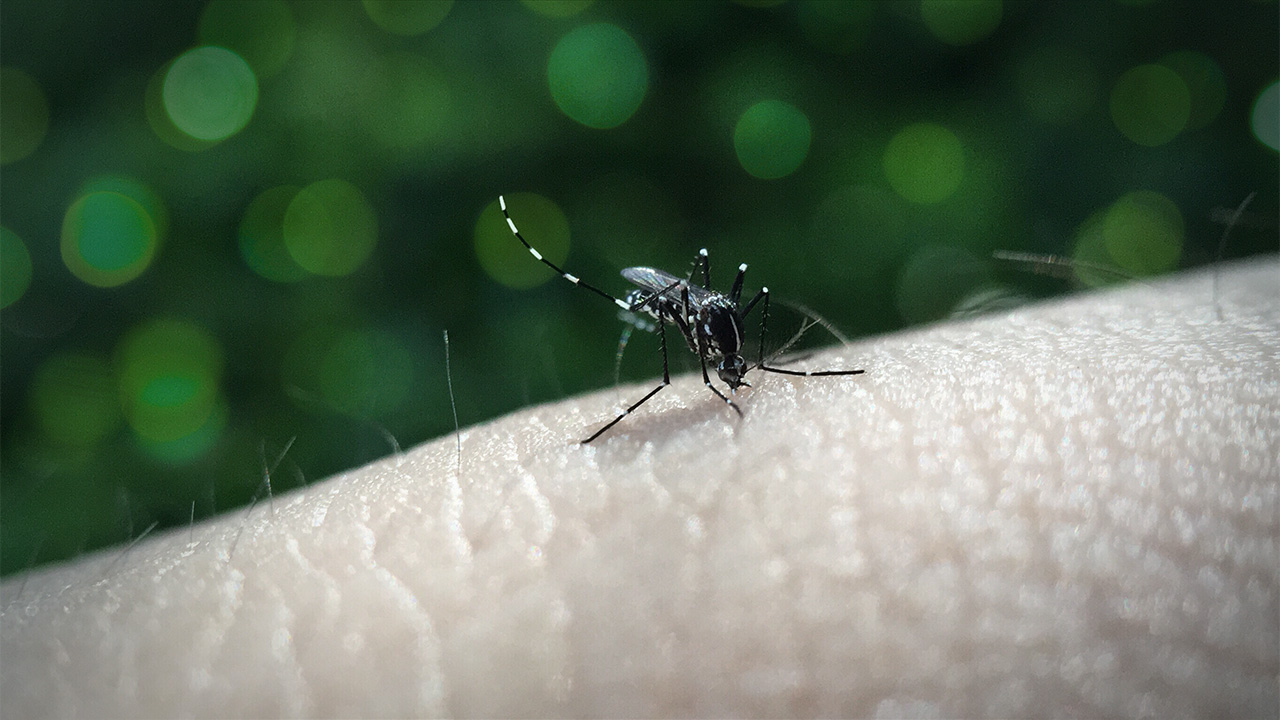 DENGUE
